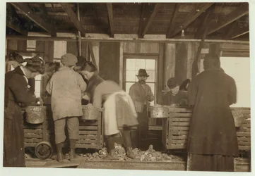 Mike Murphy de 10 años, Annie Healy de 7 años y Ross Healy de 10 años (que ha estado trabajando durante 2 años) en el cobertizo de descascarado en Alabama Canning Co, Bayou La Batre, Alabama, 1911